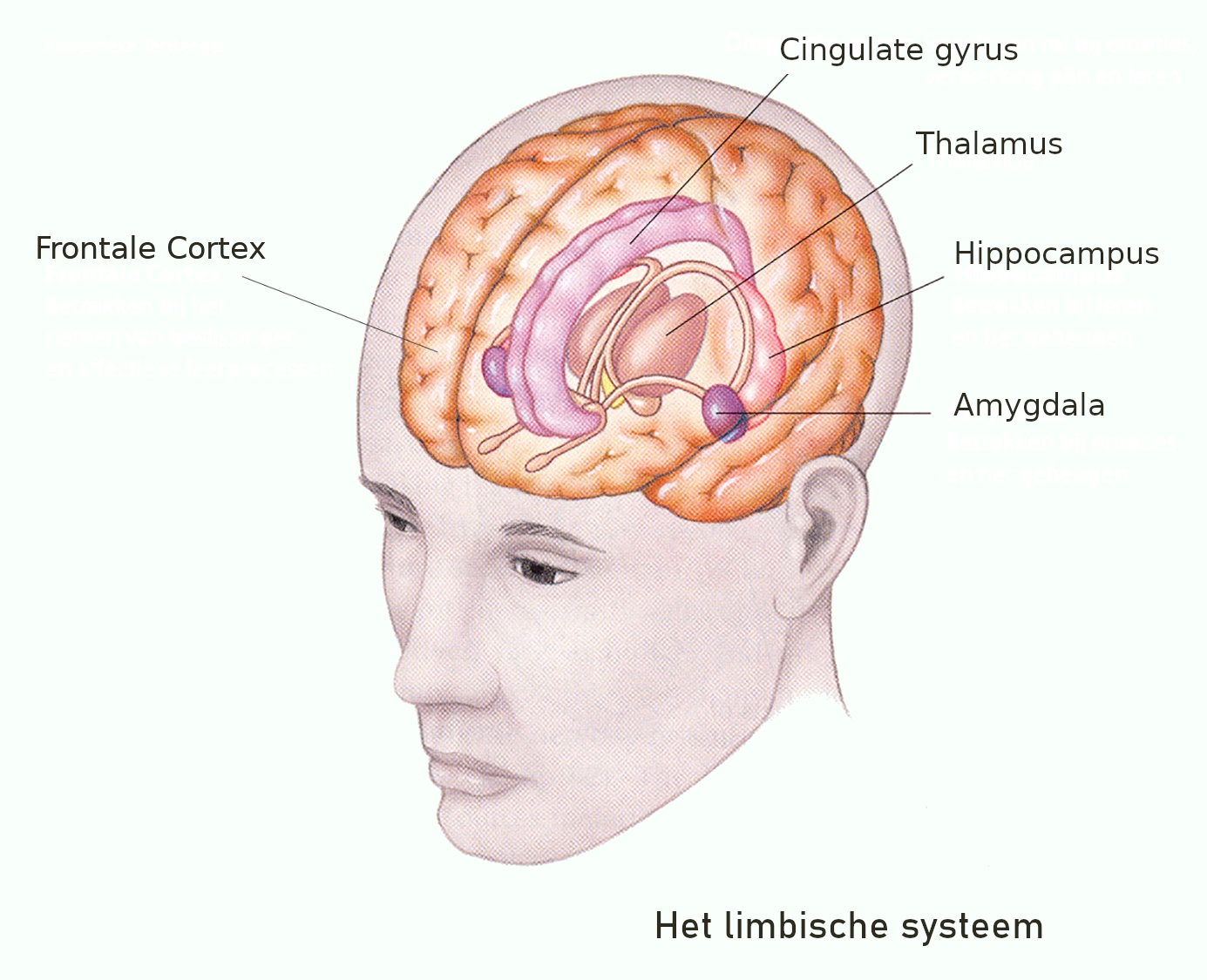 Diagram Van Het Limbisch Systeem Autonomie Van De Hersenen Diagram Van Het Limbisch Systeem Autonomie Van De Hersenen